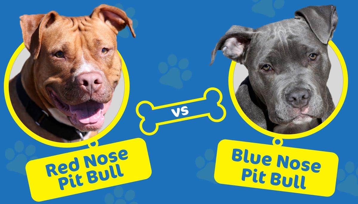 Red Nose Pit Bull vs Blue Nose Pit Bull