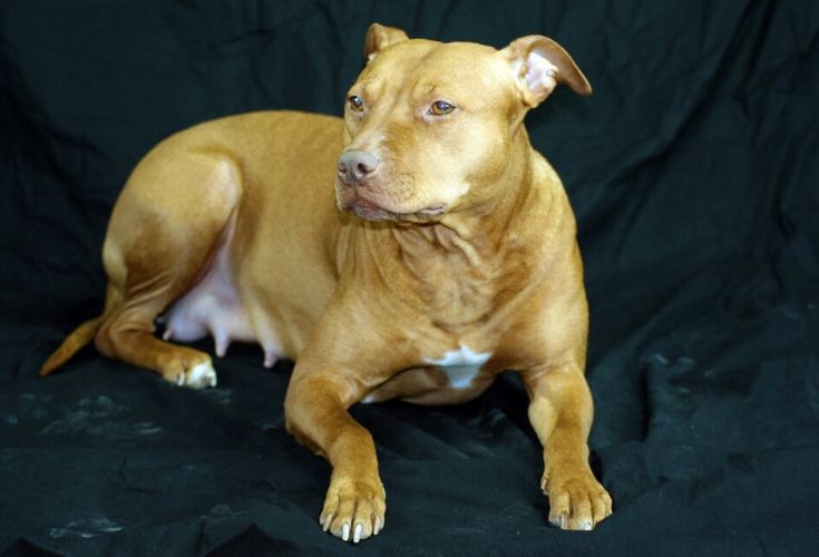 A Red Nose Pitbull