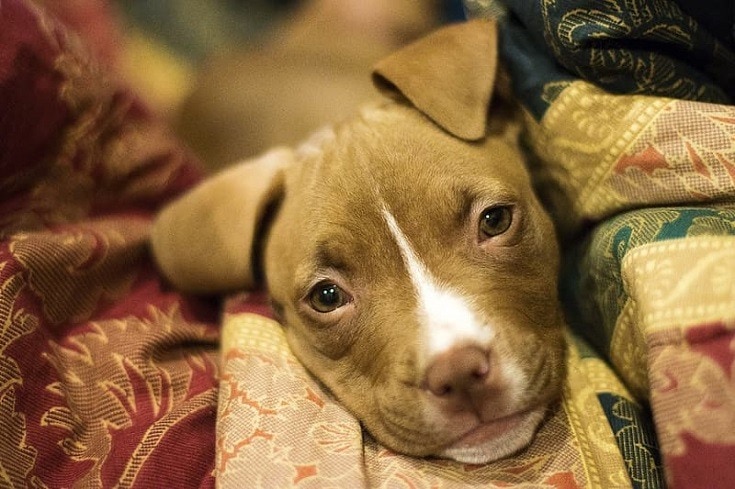 Red Nose Pitbull Puppy Face