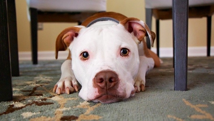 Red Nose Pitbull