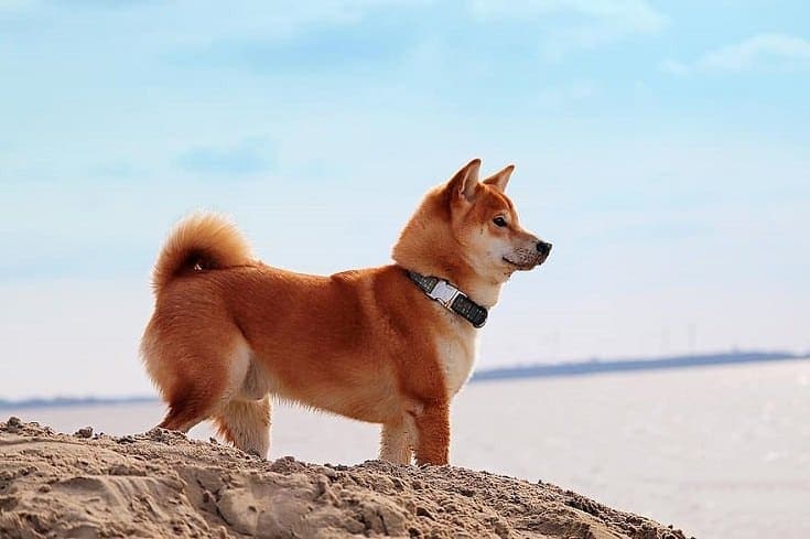 Red Shiba Inu