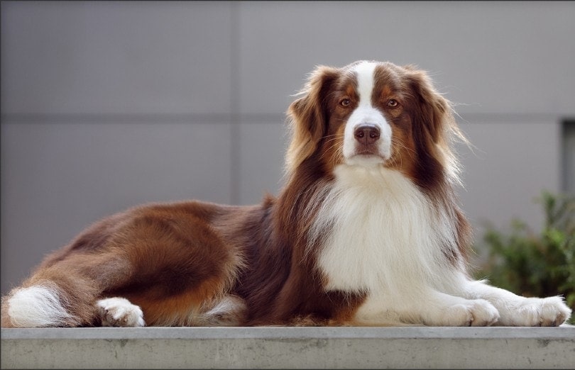 Red Tri-Australian Shepherd