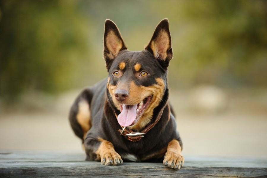 Red and tan Australian Kelpie lying_everydoghasastory_shutterstock