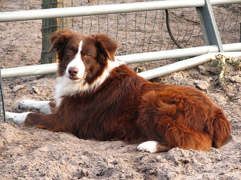 Smitsom Veluddannet stereoanlæg 12 Australian Shepherd Colors, Markings & Patterns (With Pictures) | Hepper