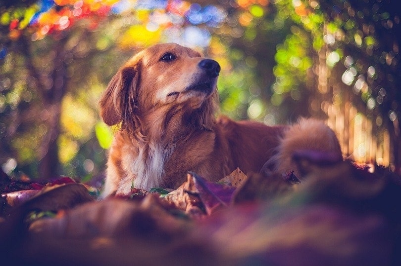 Red labrador