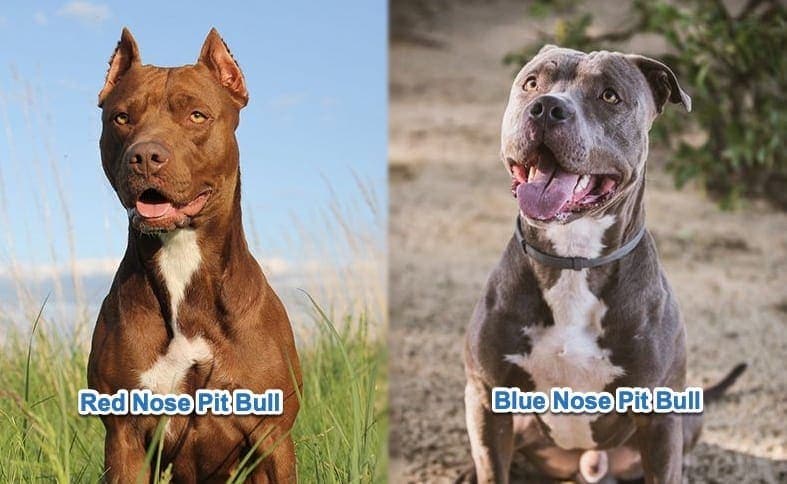 Red nose vs blue nose pit bull