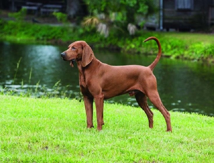 Redbone Coonhound