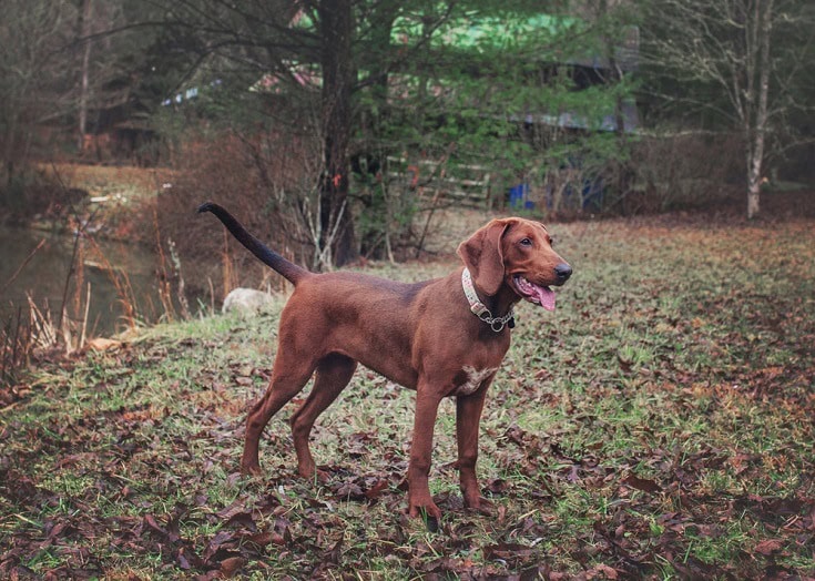 Redbone Coonhound