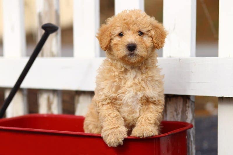 Redbone Coonoodle Coonhound Poodle mixed puppy