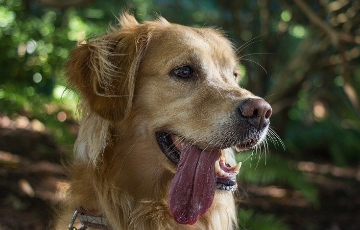 Retriever panting