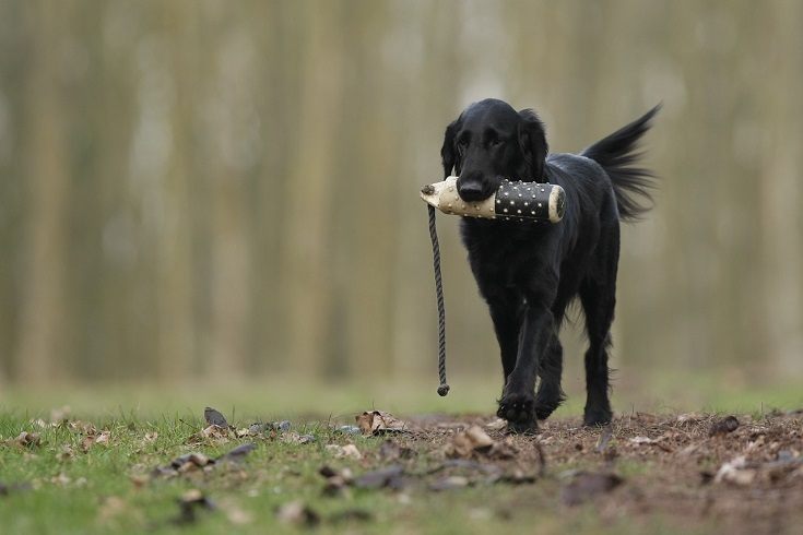 Retriever training