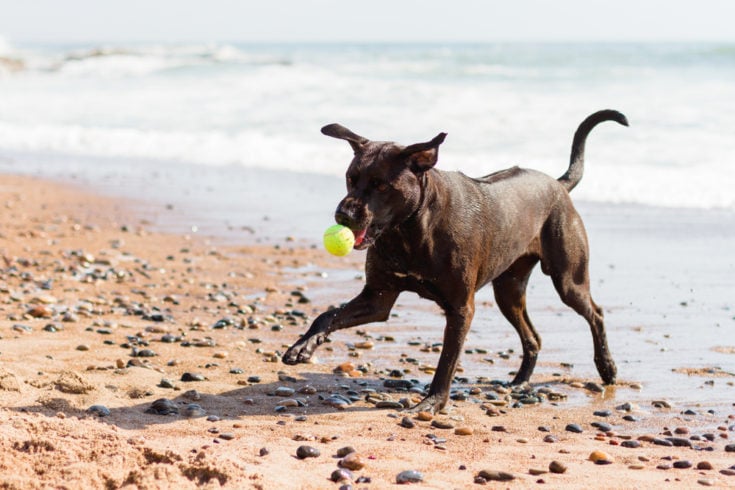 Rhodesian Labrador chasing a ball