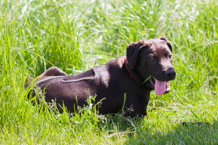 Rhodesian Labrador mixed breed dog