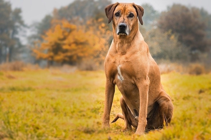 Top 20 Short Hair Dog Breeds (With Pictures) | Hepper