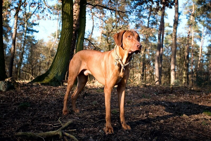 Rhodesian Ridgeback dog breed