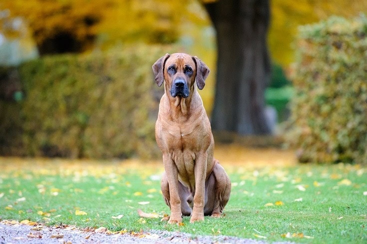 Chó xoáy Rhodesian