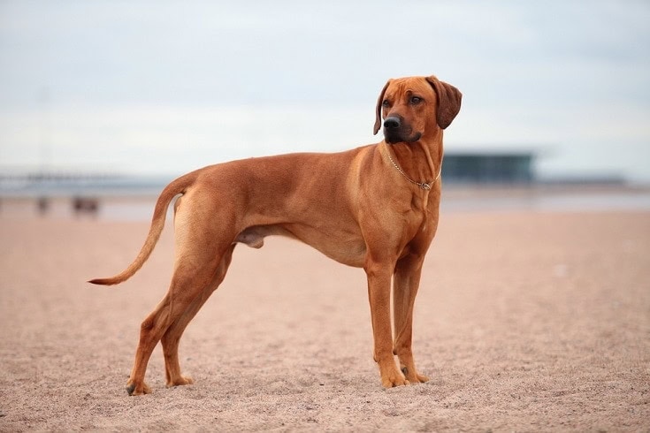 Rhodesian Ridgeback on Sand