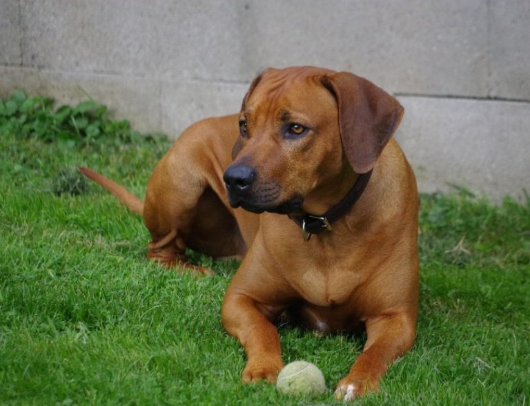 Do Rhodesian Ridgebacks Like Water? Exposure, Tips & FAQs Hepper