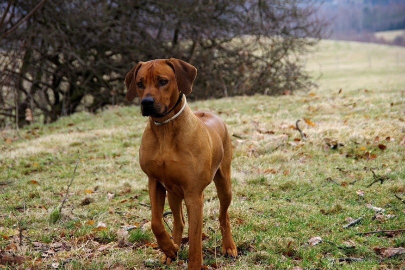 Chó xoáy Rhodesian đi dạo ngoài trời