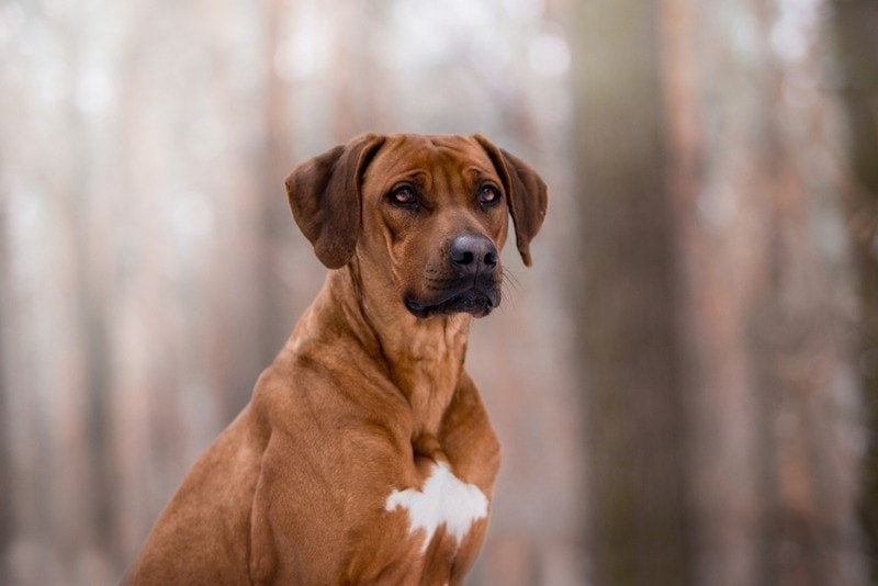 Ridgeback and shop shepherd mix