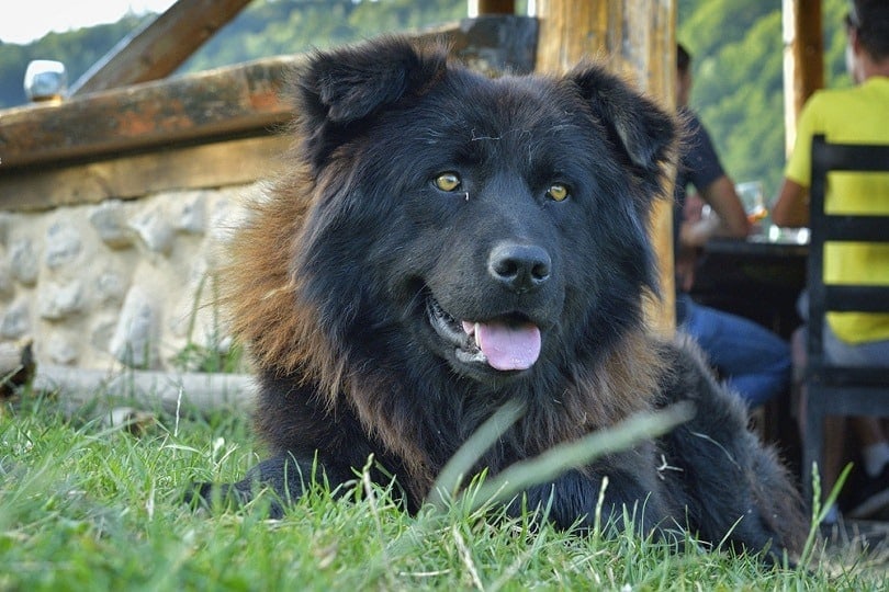 Are Romanian Shepherds Good Dogs