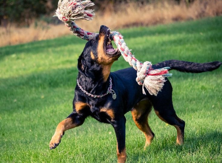 Rottweiler