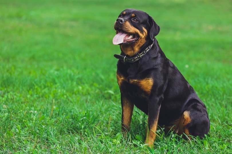 Rottweiler Growth & Weight Chart (Puppy To Adult) | Hepper