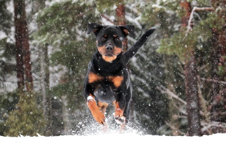 Rottweiler in snow