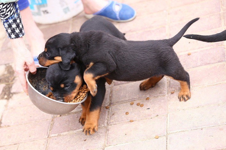 Rottweiler puppies eating dog food