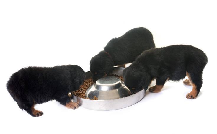 Rottweiler puppies eating food
