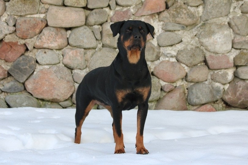 Rottweiler standing in the ground covered with snow