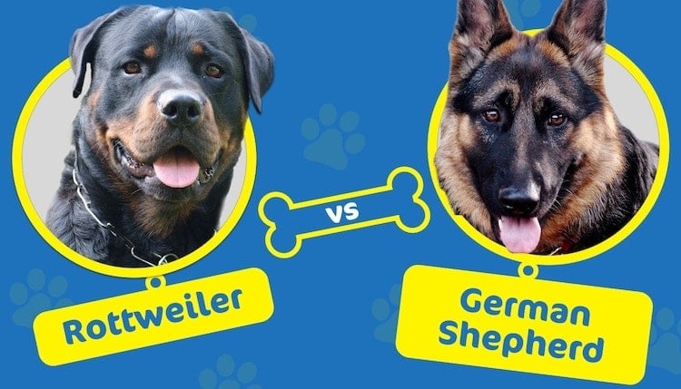 Rottweiler vs German Shepherd