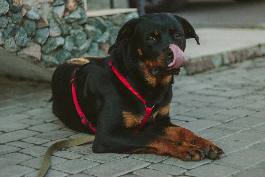 Rottweiler with harness