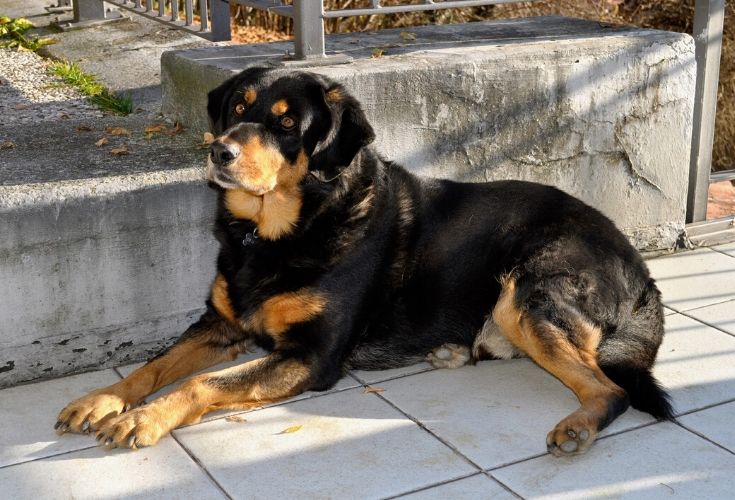 What kind of dogs are brown and black? Get Your Pet Thinking – KeepingDog