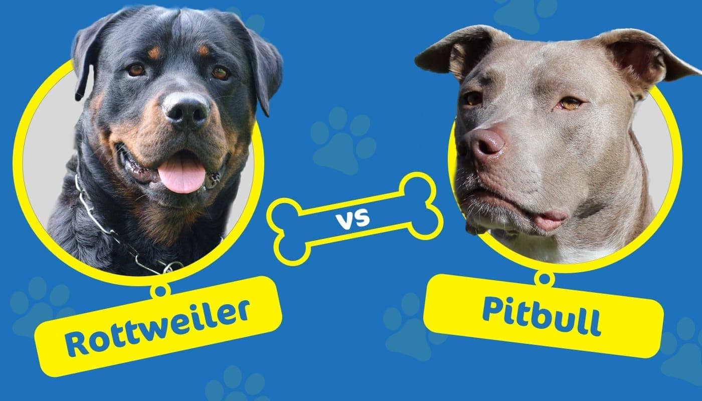 Rottweiler_vs_Pitbull