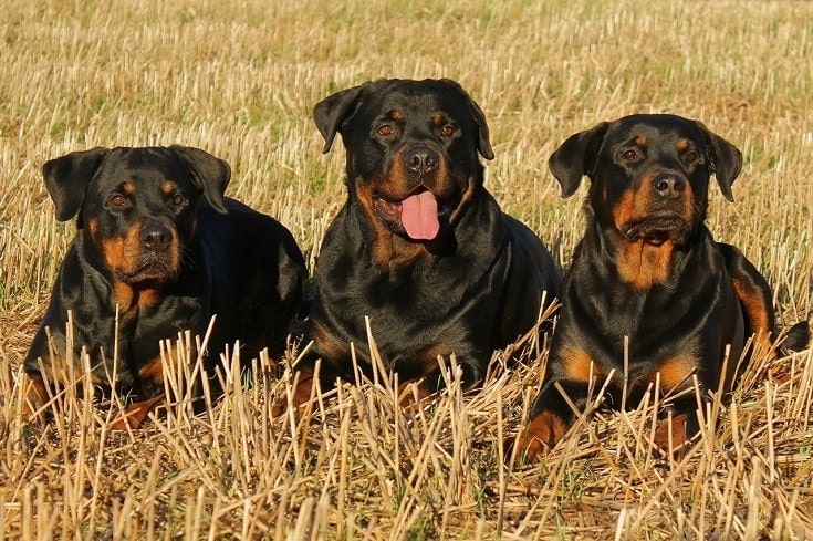 what is the best dog food for my rottweiler