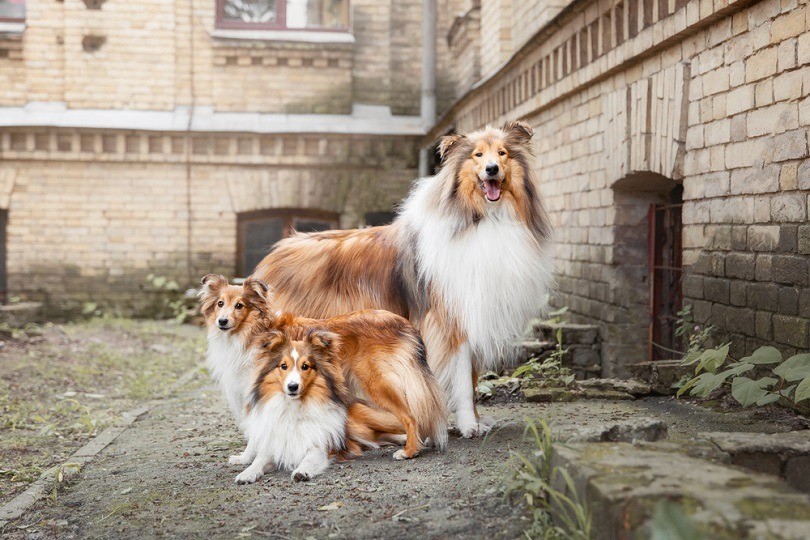 Rough Collie and Shetland Sheepdog and puppies