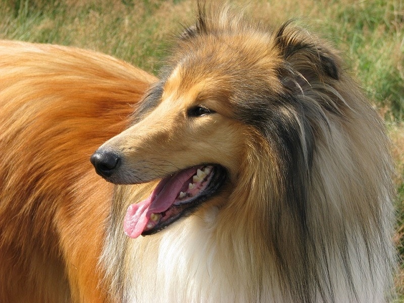 What Kind Of Dog Is Lassie The True Story Hepper