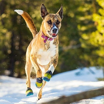 A dog wearing snow boots