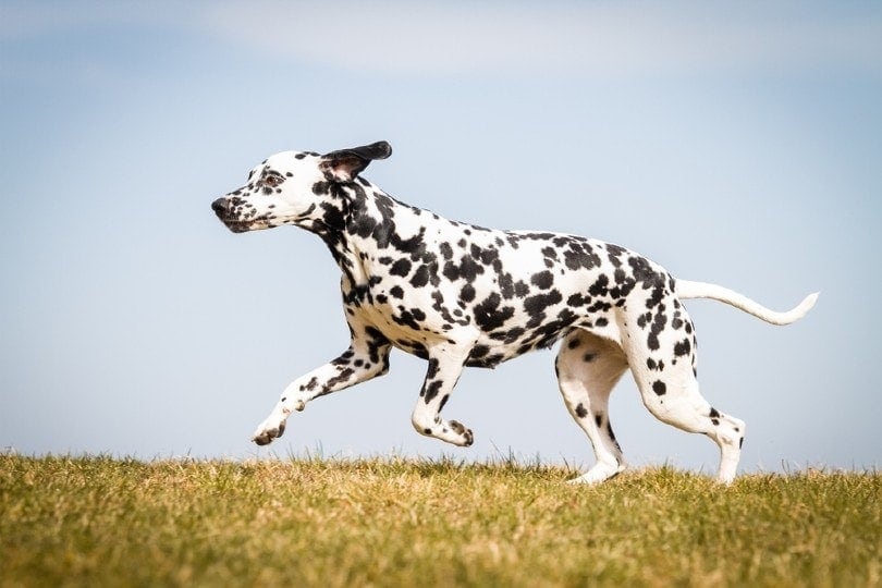 Running dalmatian