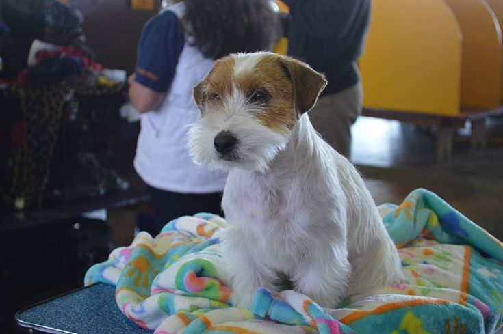 Russell Terrier