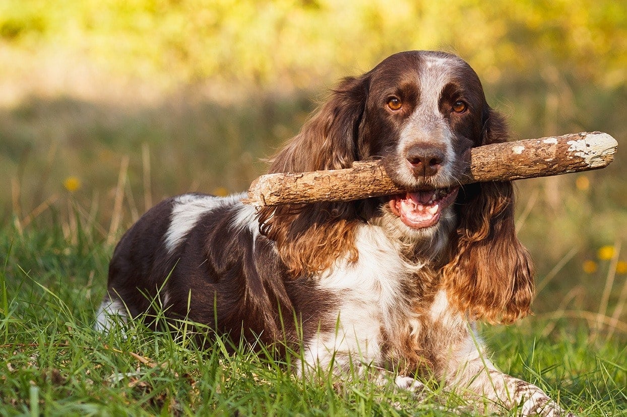 Russian Spaniel