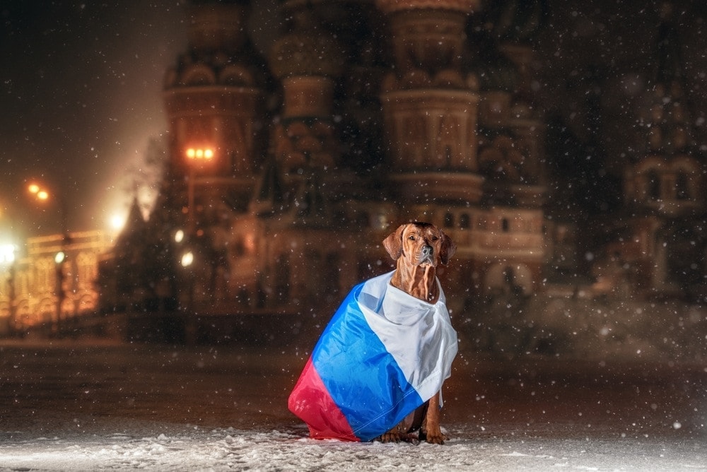 Russian dog with flag