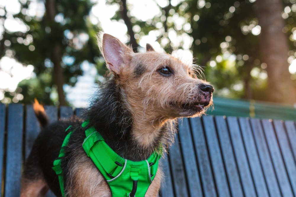 Rustralian terrier