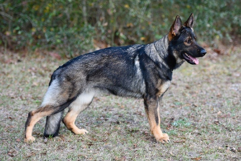 Sable German Shepherd stacking