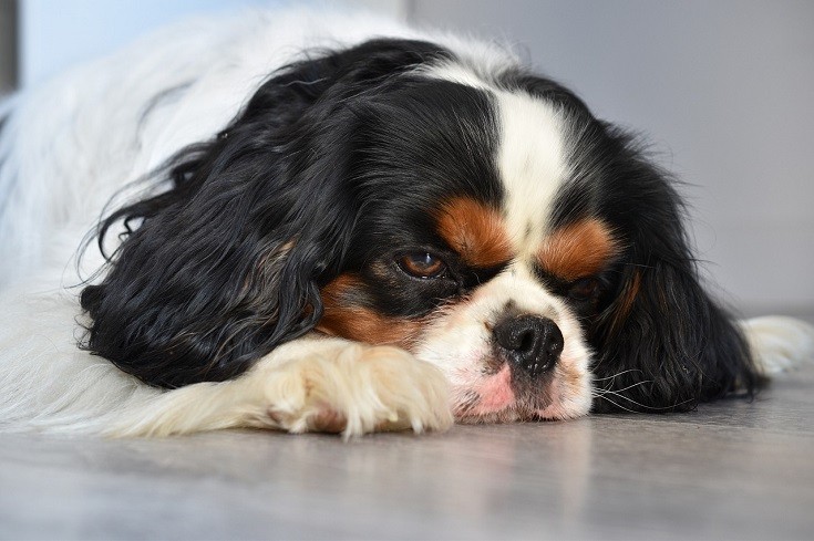 what happens when dogs eat carpet