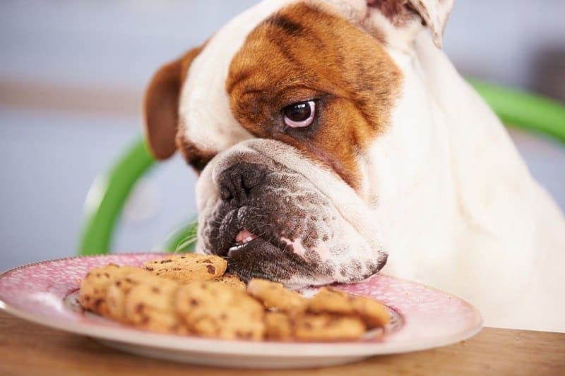 Sad Looking British Bulldog at chocolate chip cookies_monkey business images_shutterstock