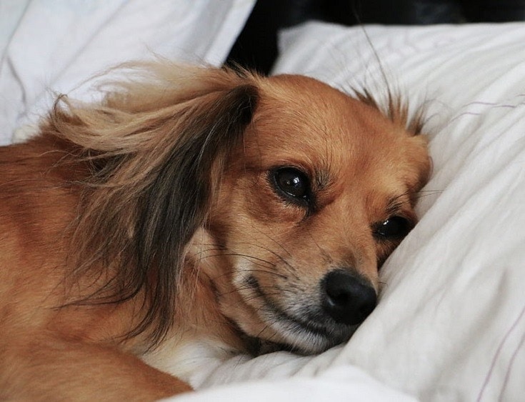Sad dog on pillow