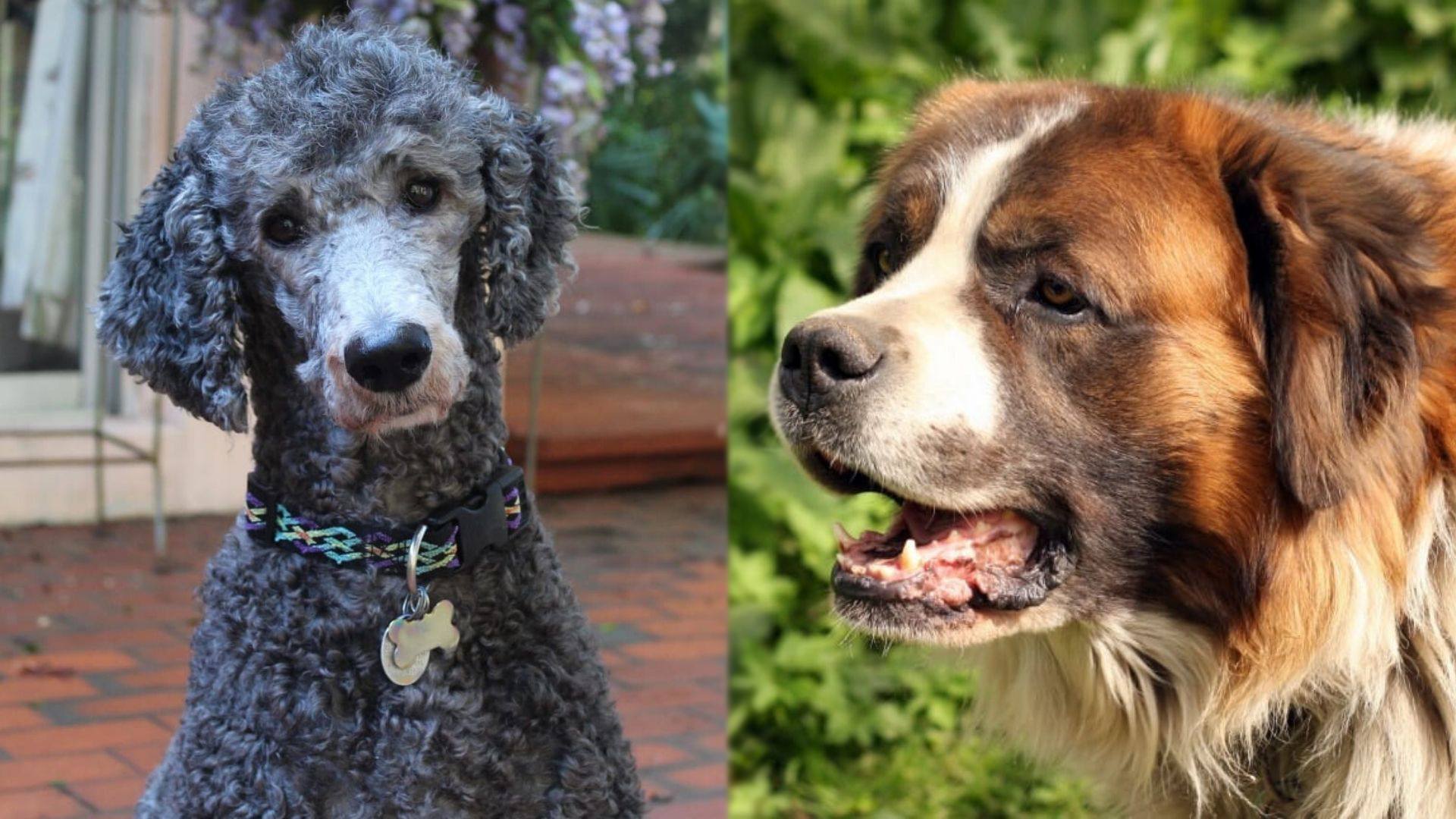 Saint Berdoodle - Saint Bernard and Poodle dog mix