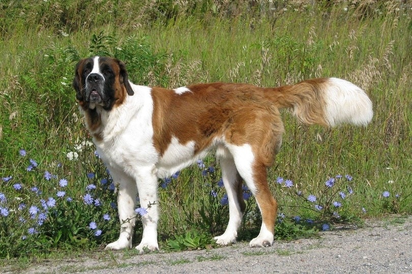 St bernard food cost cheap